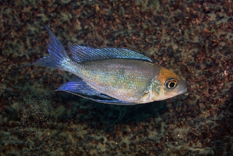 Cyathopharynx furcifer 'Lyamembe'